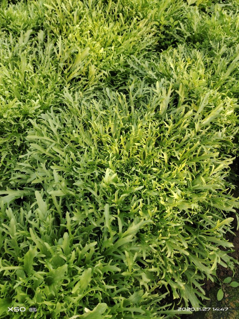 精品苦菊，菊花黄心大，叶片细。
