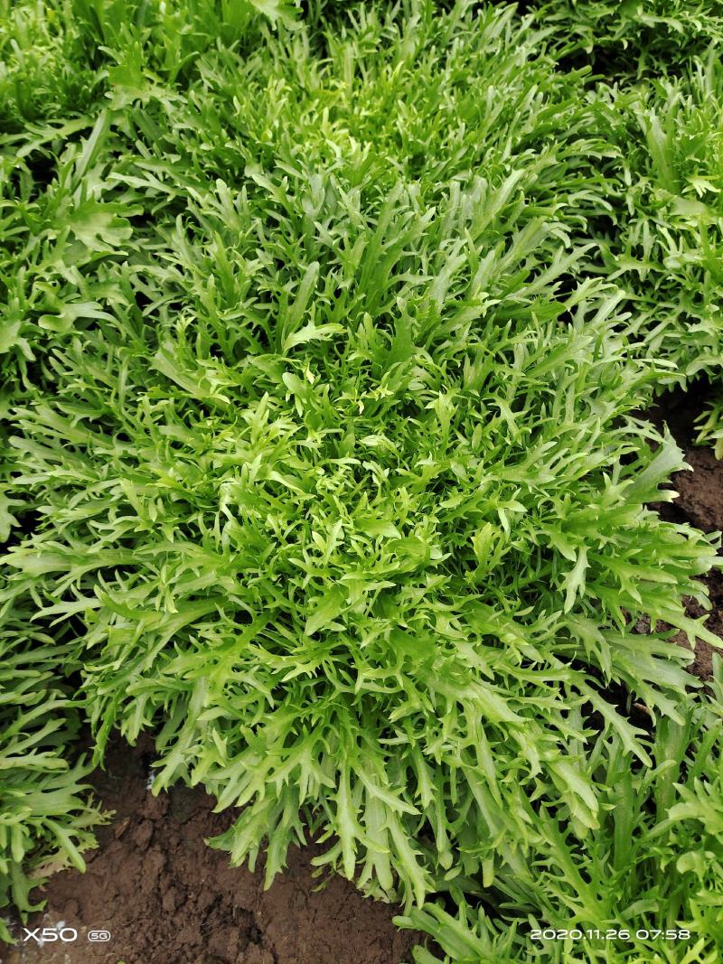 精品苦菊，菊花黄心大，叶片细。