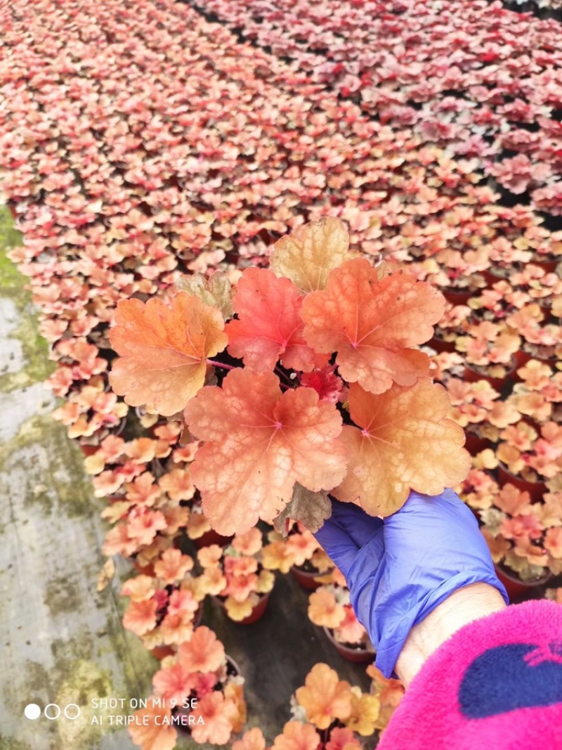 矾根成都矾根基地直销四川矾根基地花镜用矾根