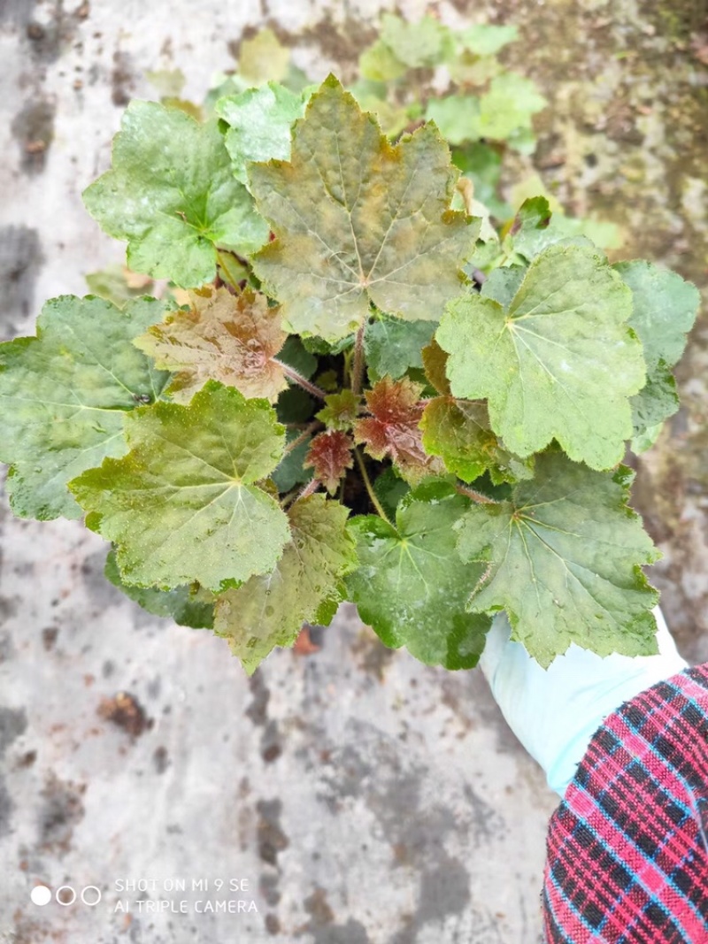 矾根成都矾根基地直销四川矾根基地花镜用矾根