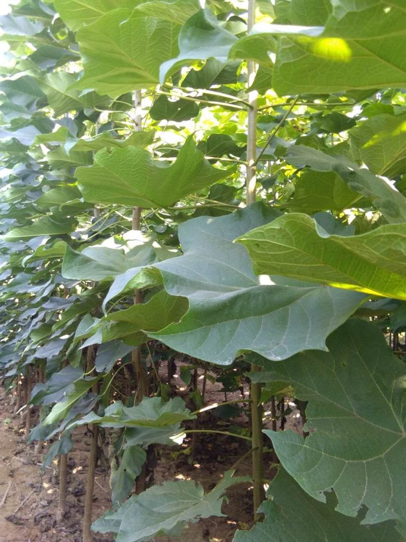 楸树组培楸树品种