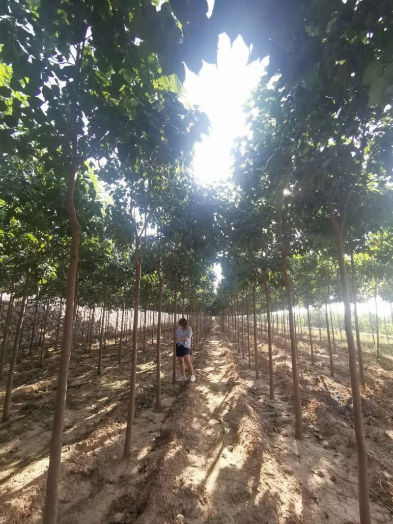 楸树组培楸树品种