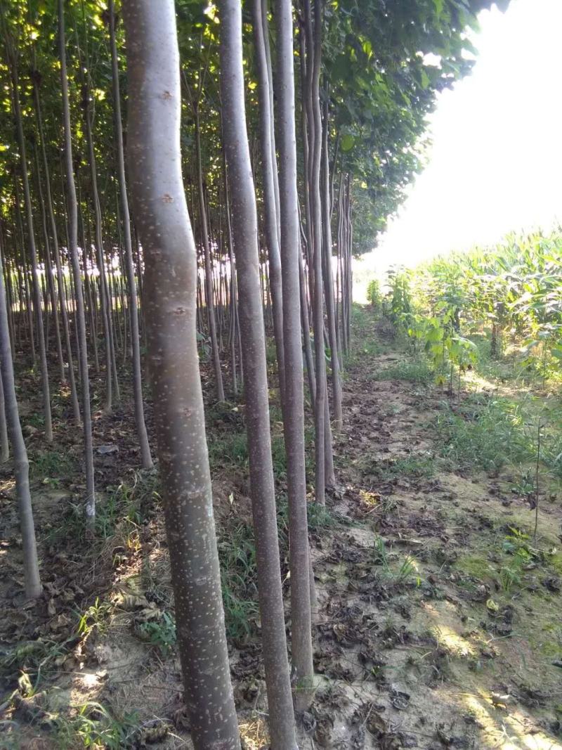 楸树组培楸树品种