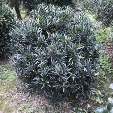 罗汉松球成都罗汉松造型基地四川罗汉松球基地