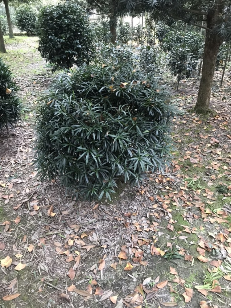 罗汉松球成都罗汉松造型基地四川罗汉松球基地