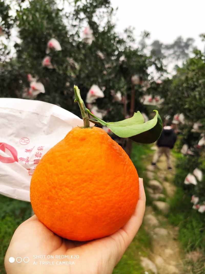 出售套袋爱媛，价格可商议