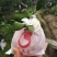 出售套袋爱媛，价格可商议