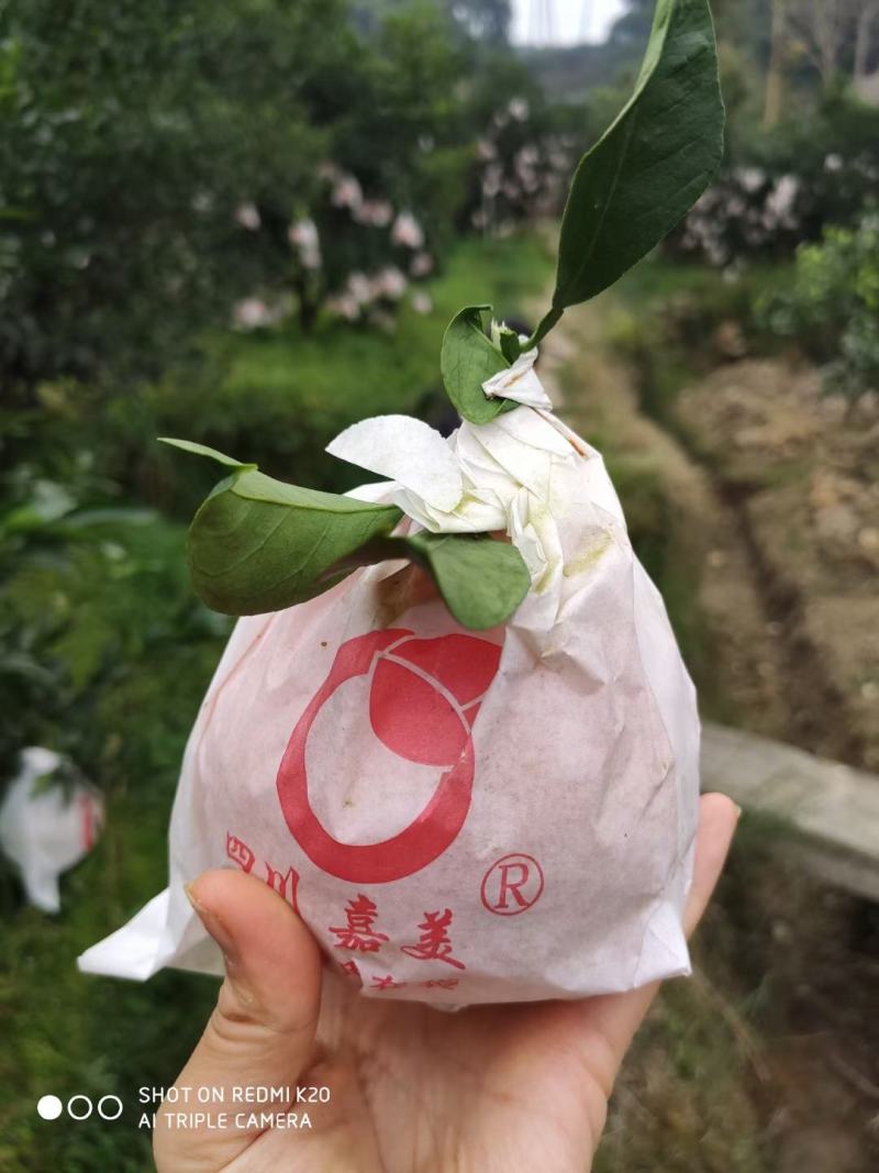 出售套袋爱媛，价格可商议