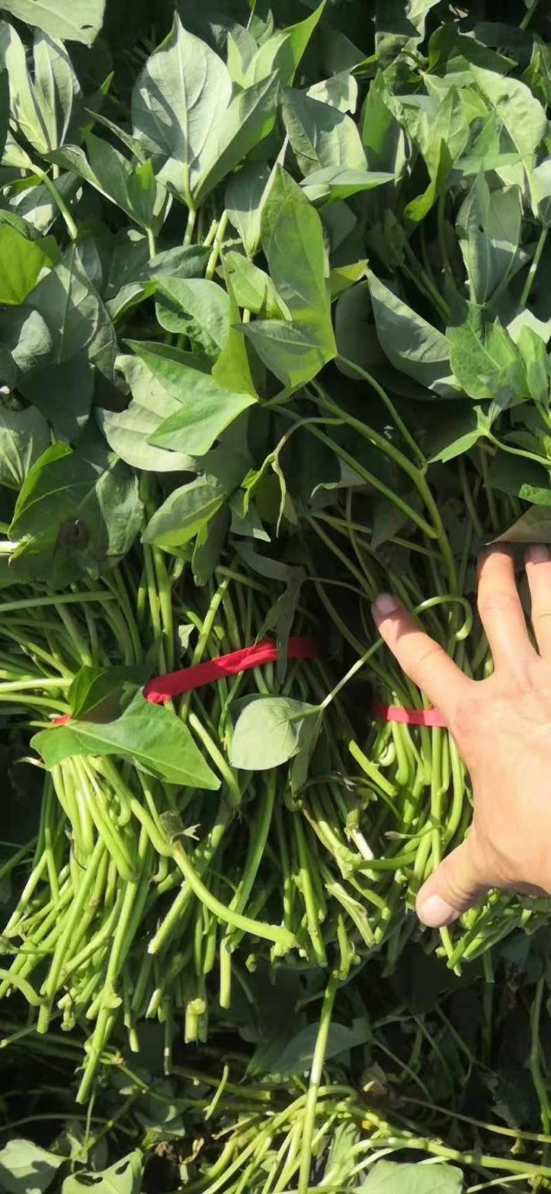 西瓜红红薯苗批发紫薯苗紫罗兰贵京8六鳌蜜薯北京红薯苗