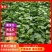 西瓜红红薯苗批发紫薯苗紫罗兰贵京8六鳌蜜薯北京红薯苗