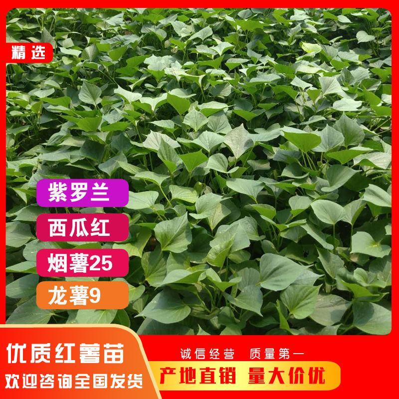 西瓜红红薯苗批发紫薯苗紫罗兰贵京8六鳌蜜薯北京红薯苗
