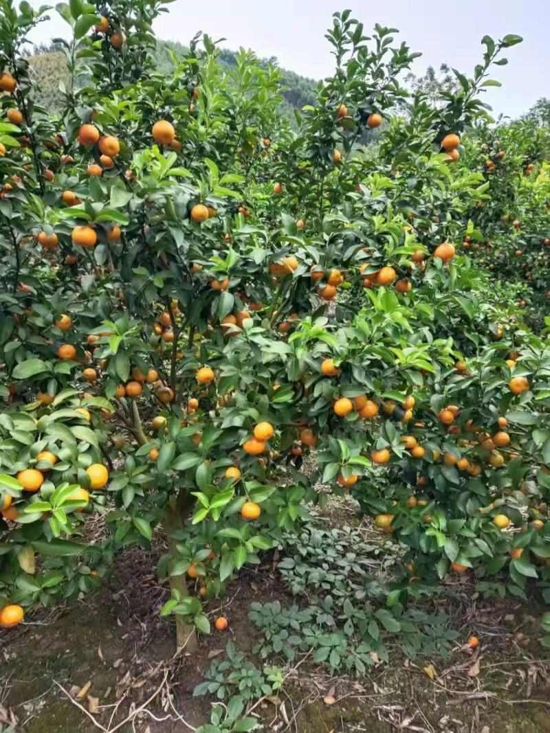 广西象州县范围砂糖橘袄柑黄金柑陆续上市