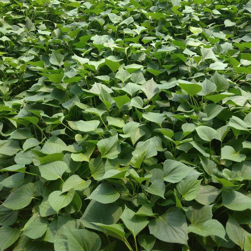西瓜红红薯苗批发紫薯苗紫罗兰贵京8六鳌蜜薯北京红薯苗