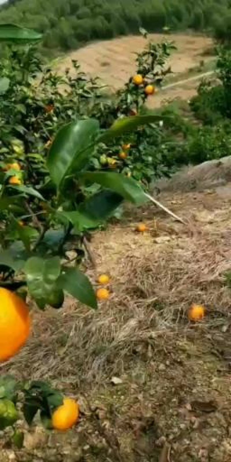 广西象州县金秀县范围袄柑大量有货上市欢迎全国各地老板