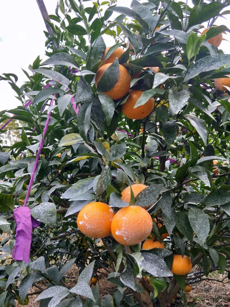 广西象州县金秀县范围袄柑大量有货上市欢迎全国各地老板