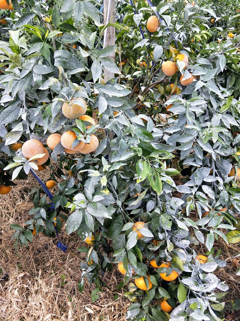 广西象州县金秀县范围袄柑大量有货上市欢迎全国各地老板