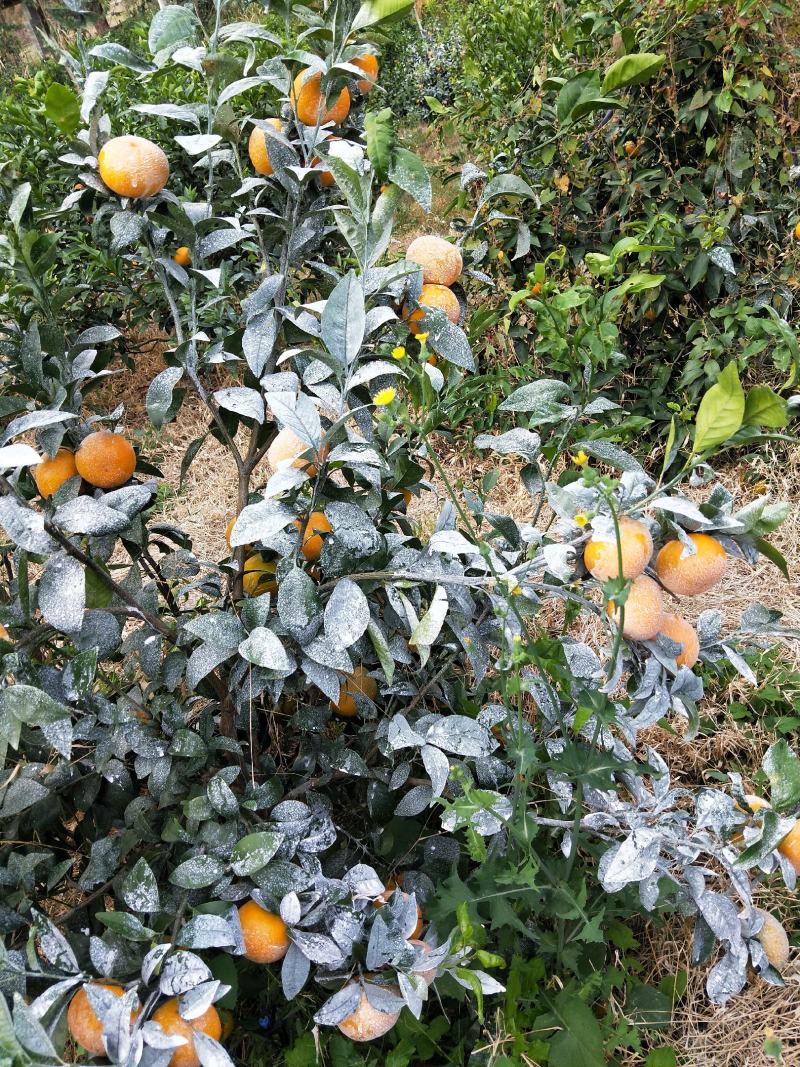 广西象州县金秀县范围袄柑大量有货上市欢迎全国各地老板