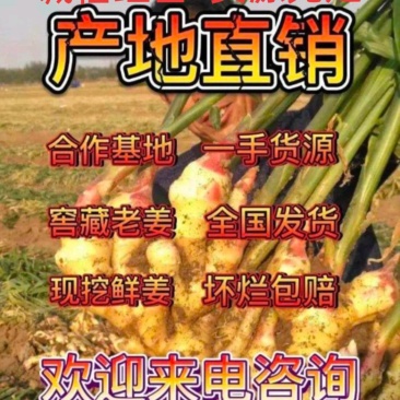 【批发】生姜价格大黄姜老姜面姜等产地直发