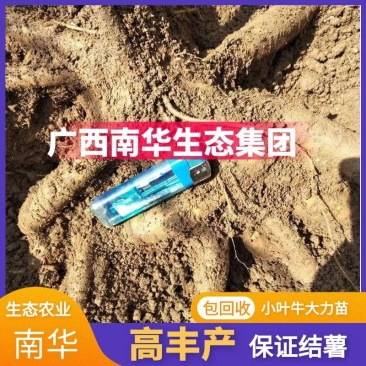 优选高产小叶牛大力苗，包回收，品种保证，两年可收成