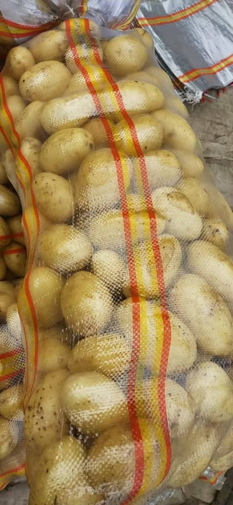 大量供应滕州1一3秋季土豆，黄皮黄心
