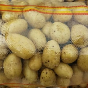 大量供应滕州1一3秋季土豆，黄皮黄心