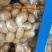 大量供应滕州1一3秋季土豆，黄皮黄心