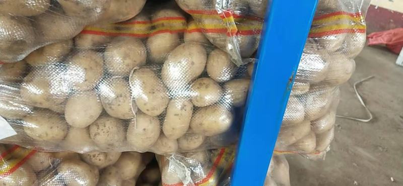 大量供应滕州1一3秋季土豆，黄皮黄心