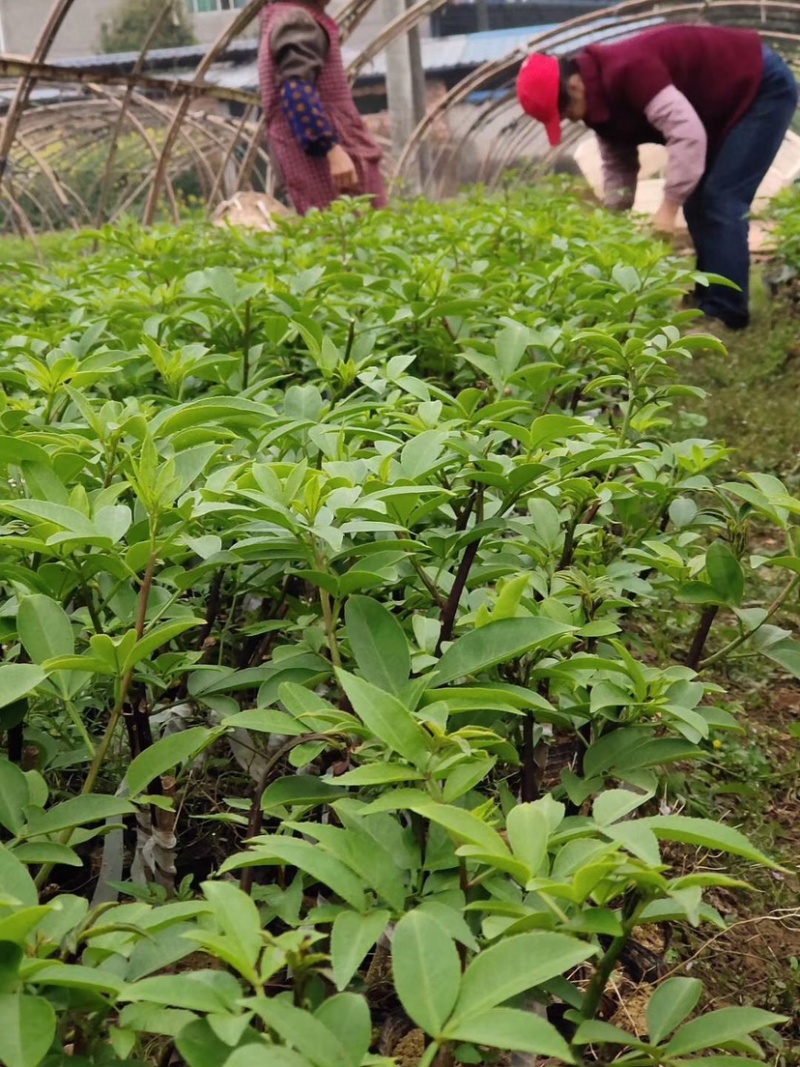 花椒苗，丹棱无刺藤椒嫁接苗，杯苗。藤椒种子