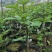 花椒苗，丹棱无刺藤椒嫁接苗，杯苗。藤椒种子