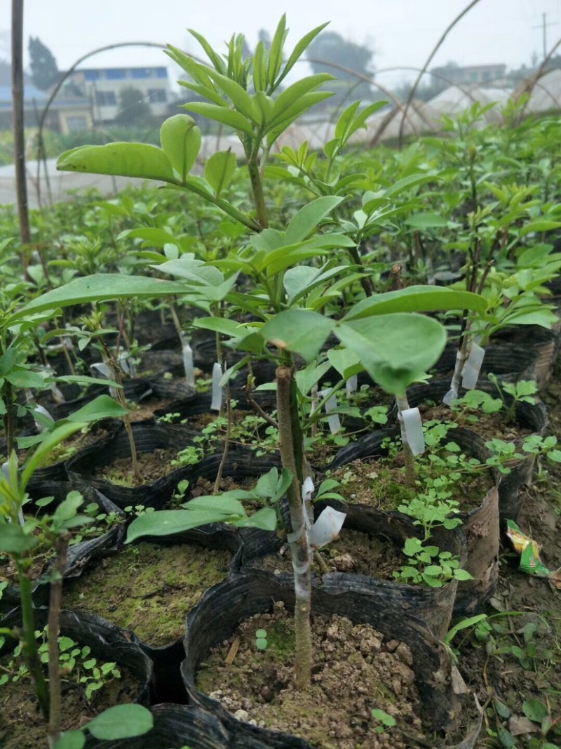 花椒苗，丹棱无刺藤椒嫁接苗，杯苗。藤椒种子