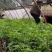 花椒苗，丹棱无刺藤椒嫁接苗，杯苗。藤椒种子