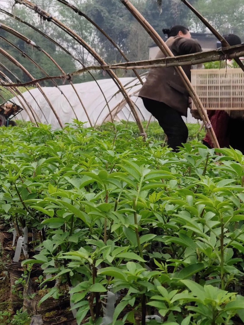 花椒苗，丹棱无刺藤椒嫁接苗，杯苗。藤椒种子