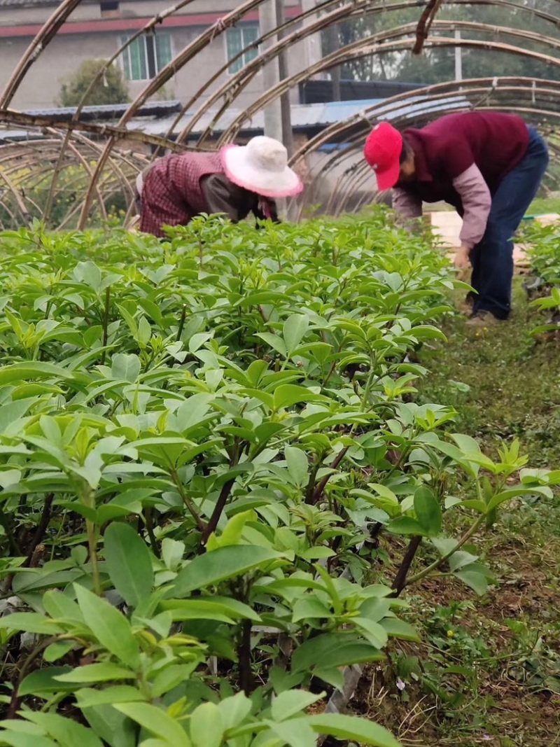 花椒苗，丹棱无刺藤椒嫁接苗，杯苗。藤椒种子