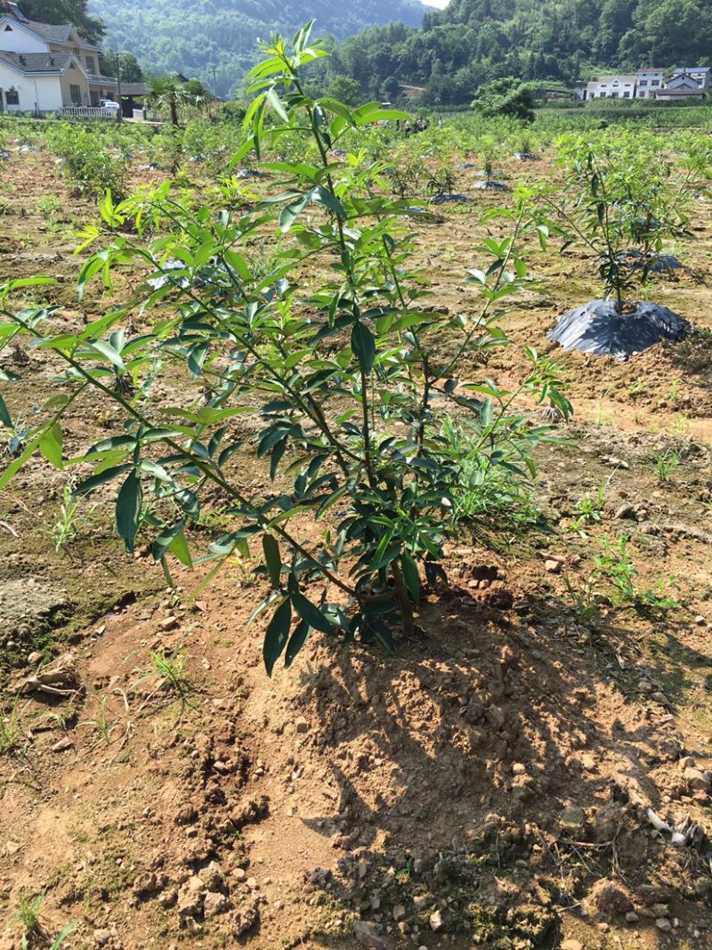花椒苗，丹棱无刺藤椒嫁接苗，杯苗。藤椒种子