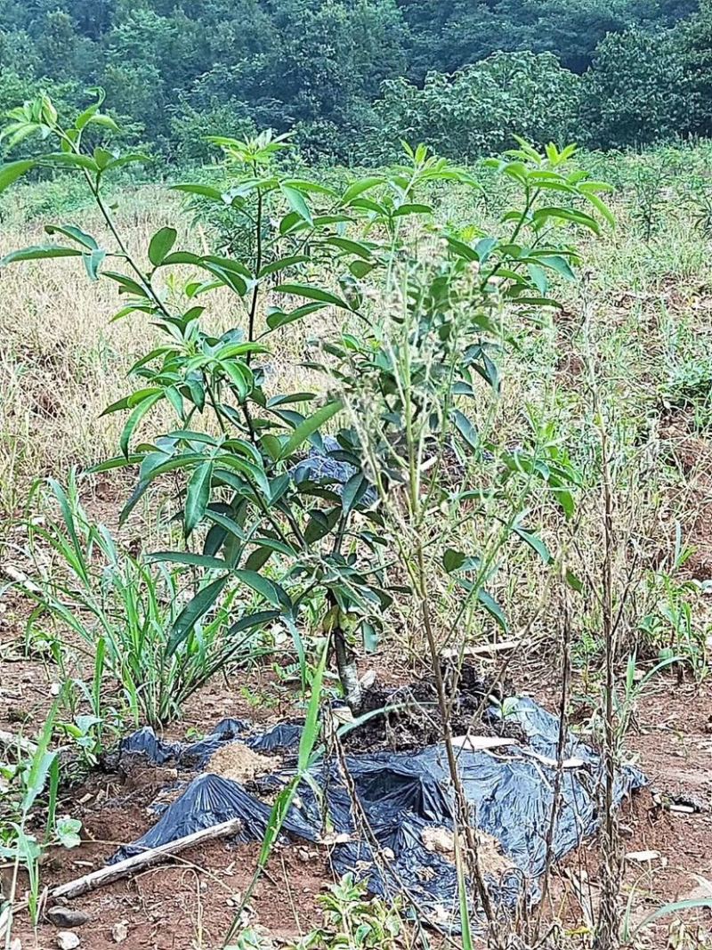 花椒苗，丹棱无刺藤椒嫁接苗，杯苗。藤椒种子