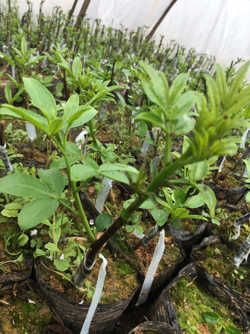 花椒苗，丹棱无刺藤椒嫁接苗，杯苗。藤椒种子