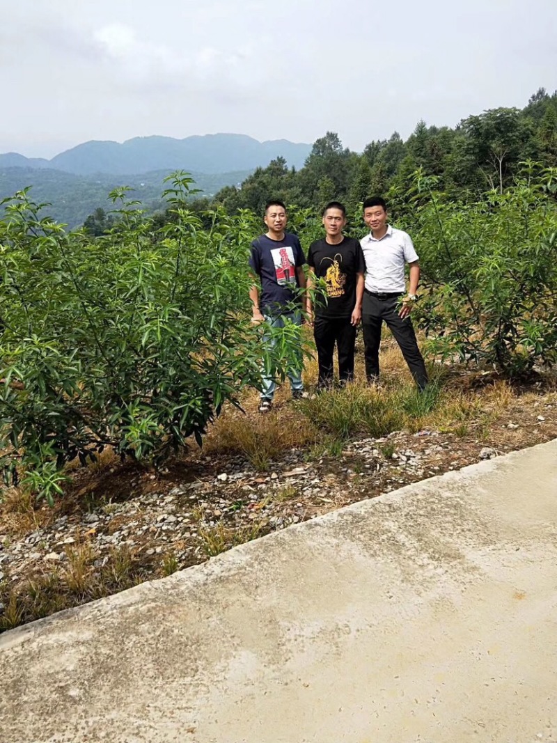 花椒苗，丹棱无刺藤椒嫁接苗，杯苗。藤椒种子