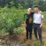 花椒苗，丹棱无刺藤椒嫁接苗，杯苗。藤椒种子