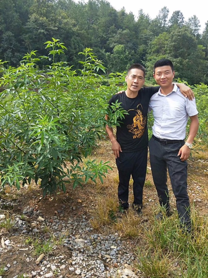 花椒苗，丹棱无刺藤椒嫁接苗，杯苗。藤椒种子