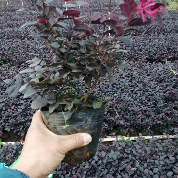 红花继木,基地直销,常年销售各种绿化苗木