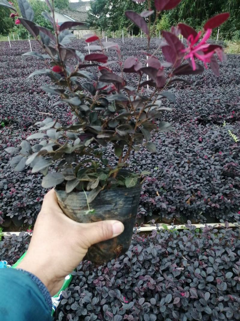 红花继木，基地直销，常年销售各种绿化苗木