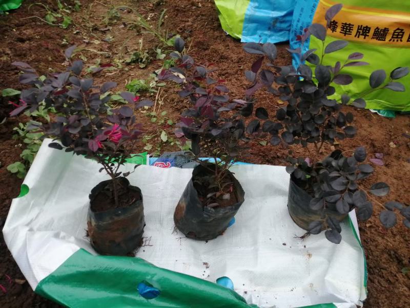 红花继木，基地直销，常年销售各种绿化苗木