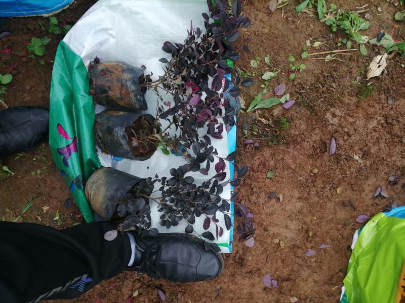红花继木，基地直销，常年销售各种绿化苗木