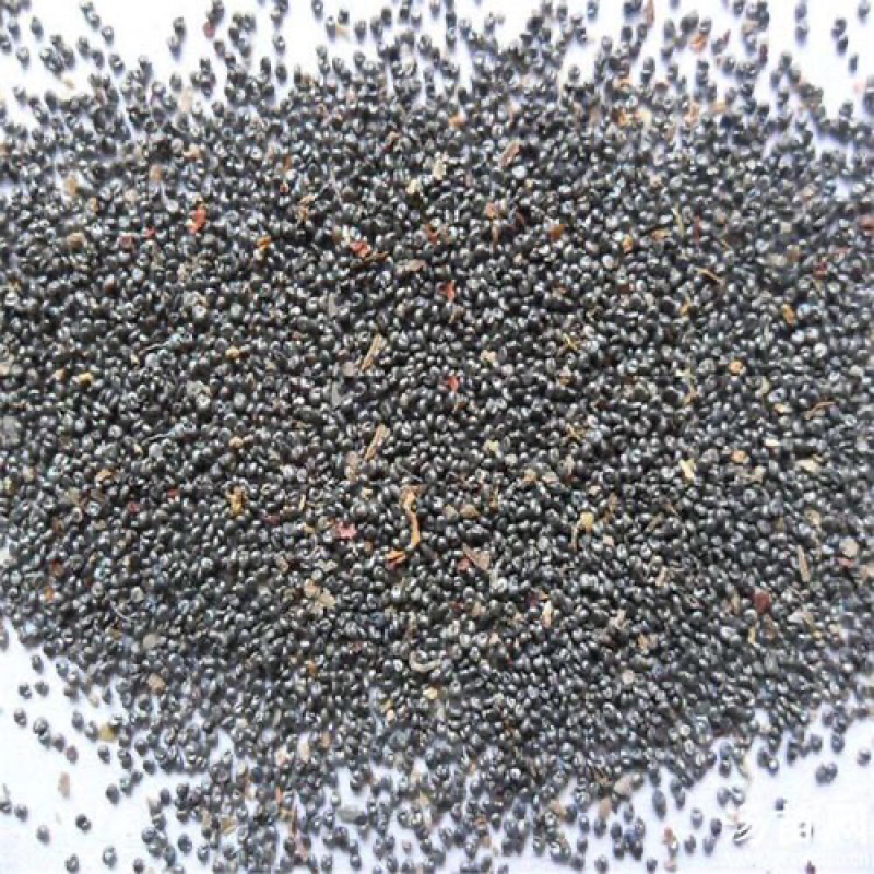 重瓣太阳花种子混色松叶牡丹种籽苗四季庭院阳台易活盆栽花卉
