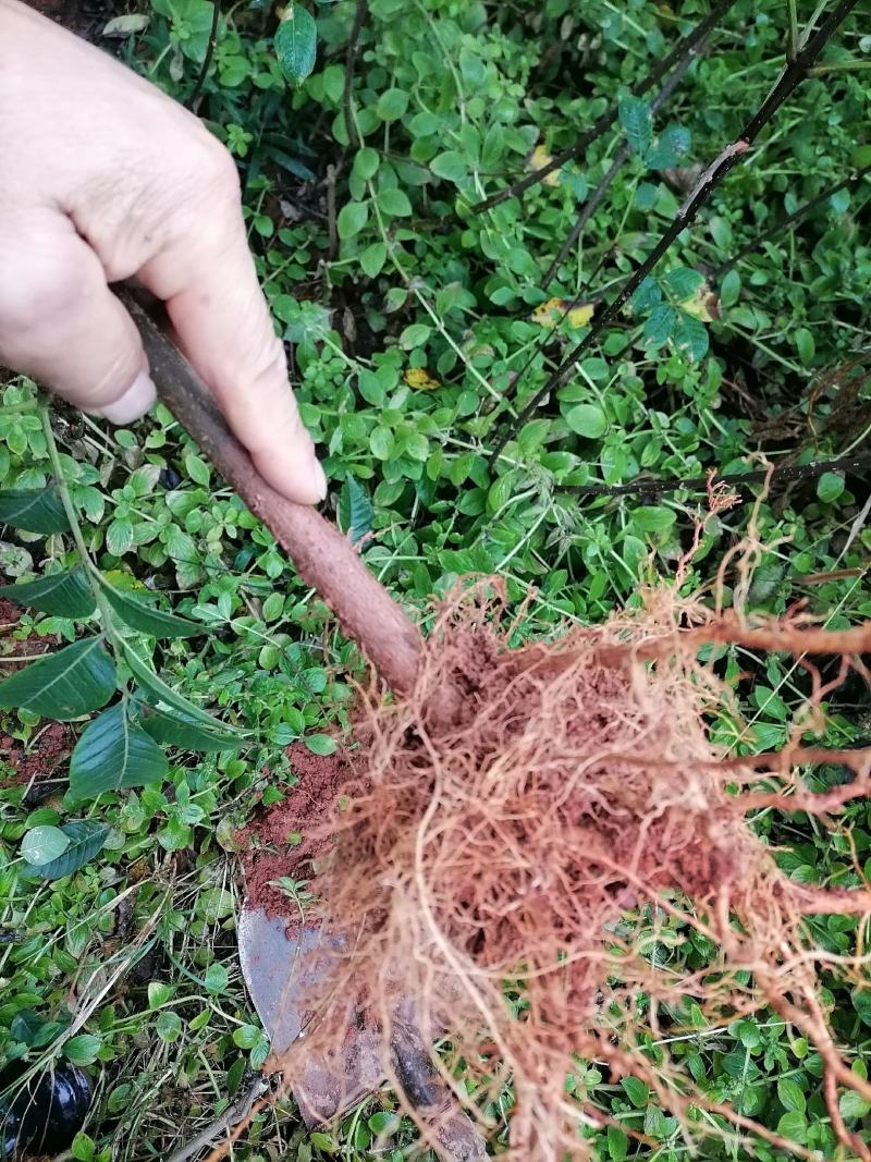 今天给湖南安徽客户发顺丰快递，有需要联系