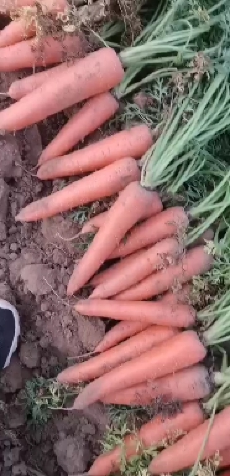三红胡萝卜，山东菏泽，三红胡萝卜，大量上市，，欢迎