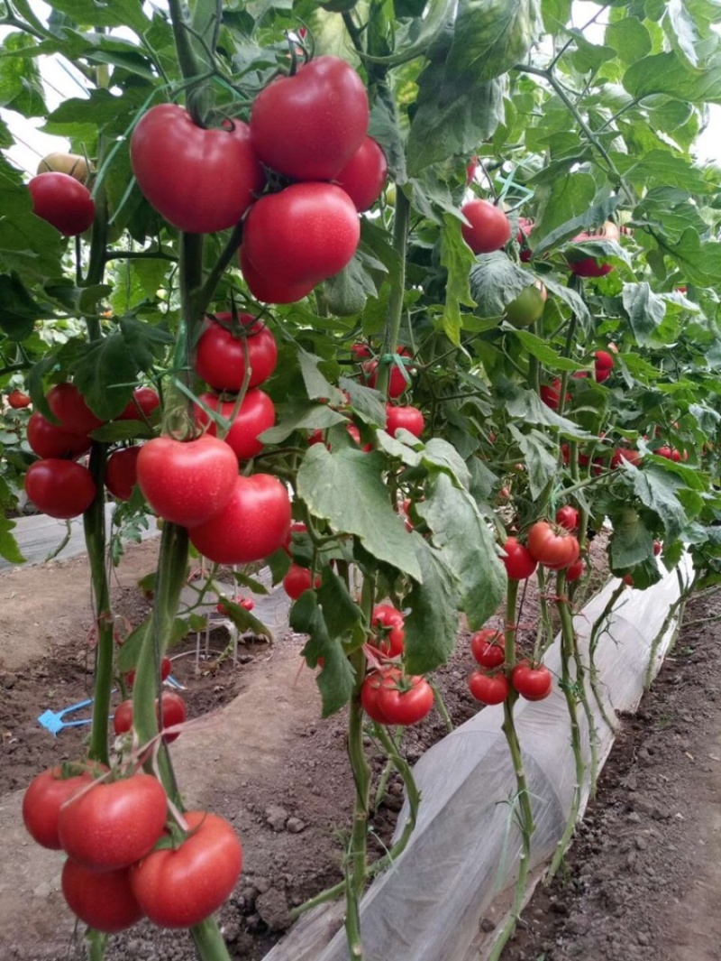 【产地直销】精品西红柿酸甜可口大棚种植果型好