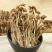 吉美味农家特产干货新鲜古田茶树菇无硫茶树菇