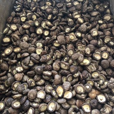 香菇干货特产干香菇新货野生蘑菇冬菇无根土特产山货