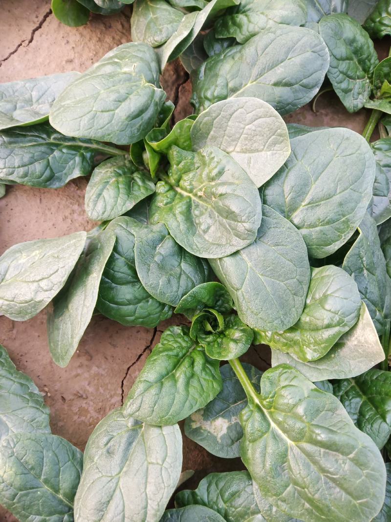 圆叶地趴型小菠菜，专业基地种植各种包装可加冰瓶
